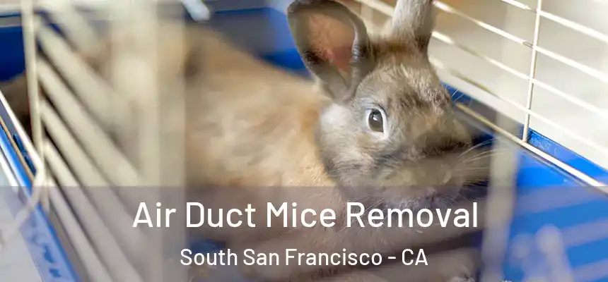 Air Duct Mice Removal South San Francisco - CA